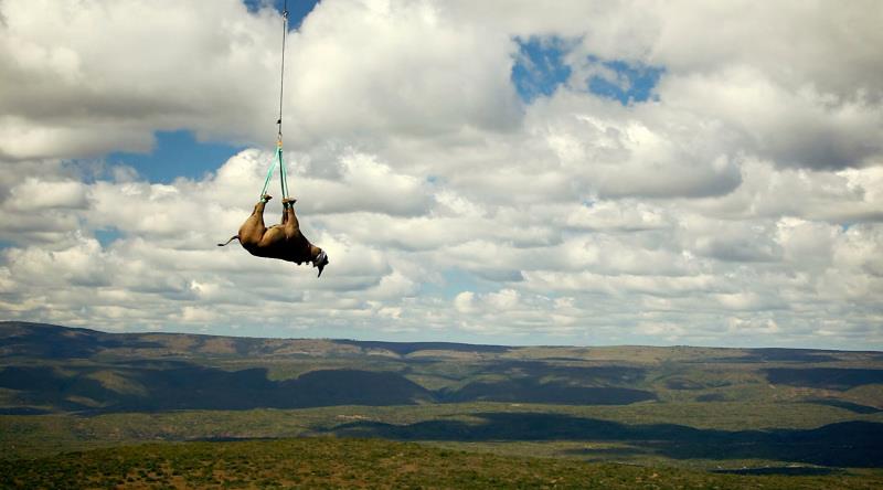 WWF: Rinoceronti volanti contro il bracconaggio thumbnail