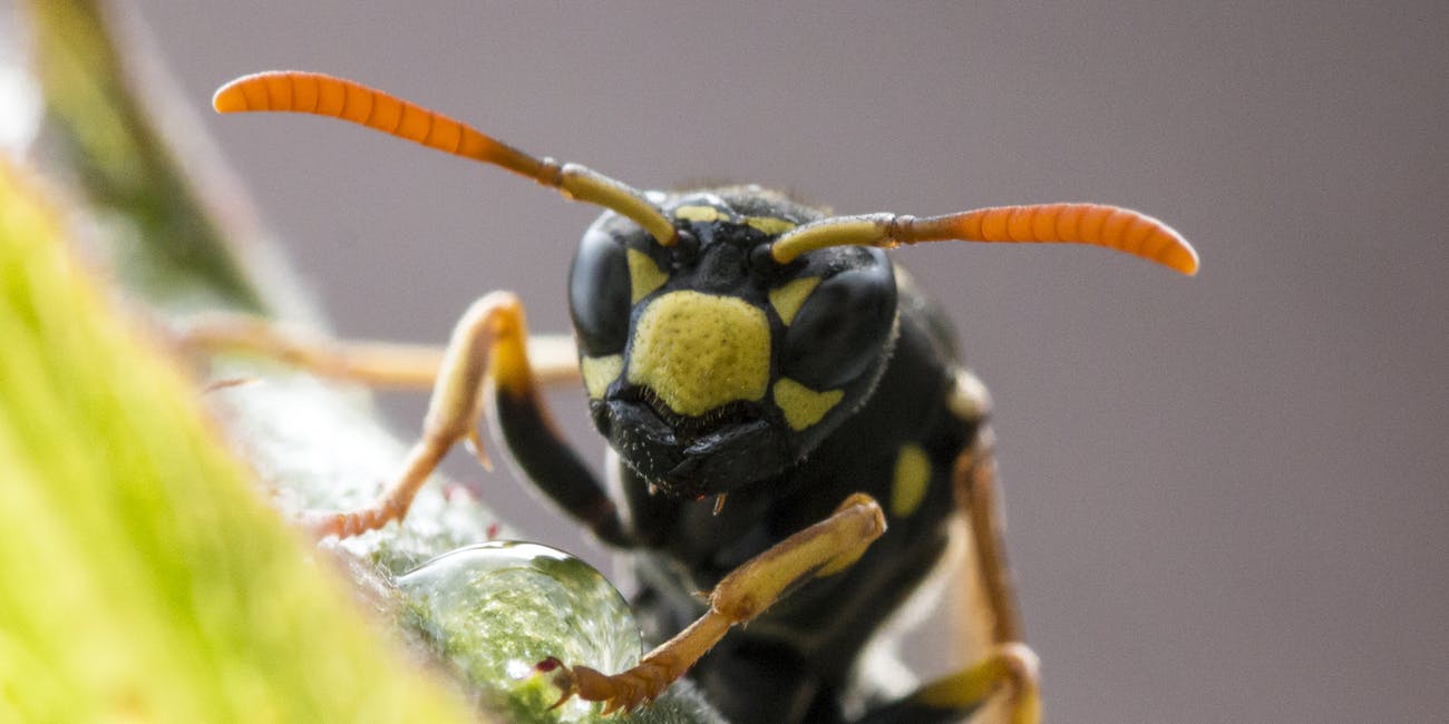 Gli ingegneri del MIT trasformano il veleno delle vespe in antibiotico thumbnail