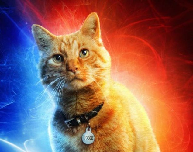 Captain Marvel: il gatto Goose conquista il pubblico dei test screening thumbnail