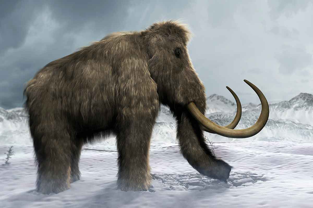 Risvegliate cellule di Yuka, un mammut vissuto 28 mila anni fa thumbnail