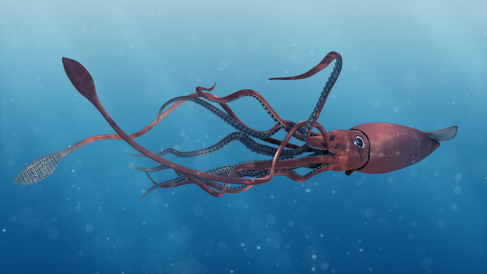 Calamaro gigante avvistato nelle acque territoriali USA thumbnail