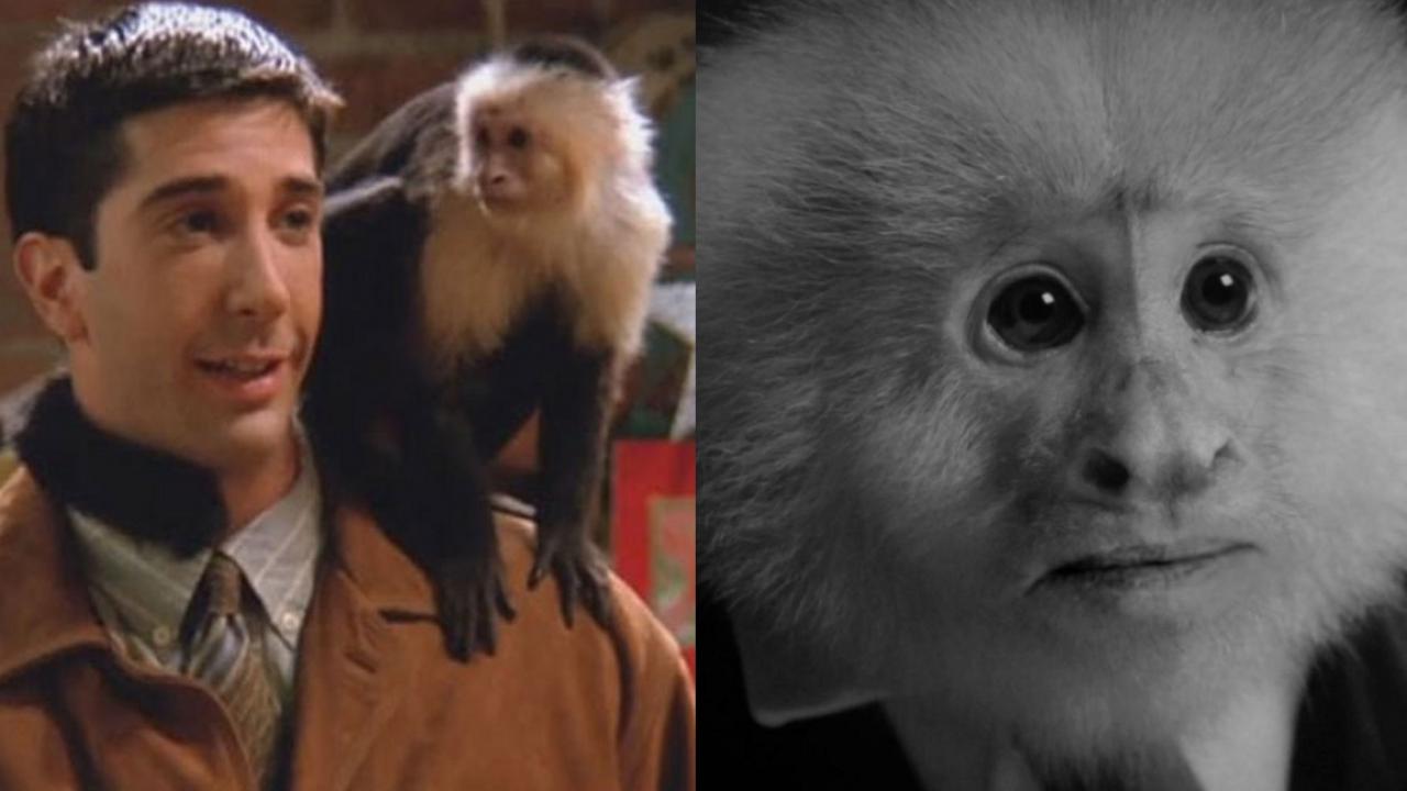 La scimmia del nuovo cortometraggio Netflix di David Lynch è Marcel di Friends thumbnail