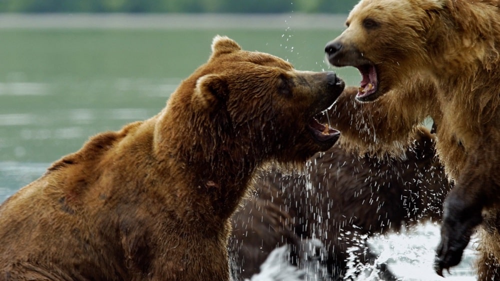 Gli orsi della Kamchatka film sulla natura per bambini