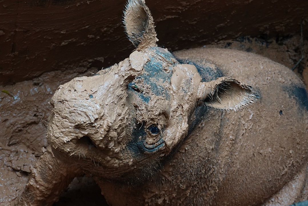 Una nuova speranza per il rinoceronte di Sumatra? thumbnail