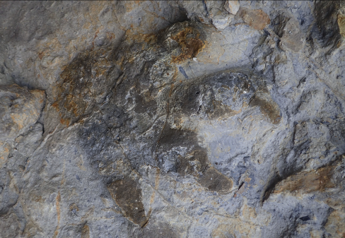 Scoperto il più ricco giacimento di orme di dinosauri del Regno Unito thumbnail